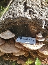  ( - HAY-F-003591)  @11 [ ] by-nc (2023) Sadie Hickey Fungal Diversity Survey