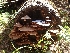  ( - HAY-F-003591)  @11 [ ] by-nc (2023) Sadie Hickey Fungal Diversity Survey