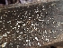  ( - HAY-F-003593)  @11 [ ] by-nc (2023) Sadie Hickey Fungal Diversity Survey