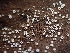  ( - HAY-F-003593)  @11 [ ] by-nc (2023) Sadie Hickey Fungal Diversity Survey