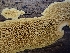  (Pirex - HAY-F-003594)  @11 [ ] by-nc (2023) Sadie Hickey Fungal Diversity Survey