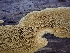  ( - HAY-F-003594)  @11 [ ] by-nc (2023) Sadie Hickey Fungal Diversity Survey