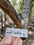  ( - HAY-F-000749)  @11 [ ] by (2023) Mandy Hackney Fungal Diversity Survey