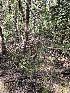  ( - HAY-F-000749)  @11 [ ] by (2023) Mandy Hackney Fungal Diversity Survey