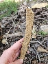  ( - HAY-F-000749)  @11 [ ] by (2023) Mandy Hackney Fungal Diversity Survey