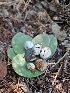  ( - HAY-F-000747)  @11 [ ] by (2023) Mandy Hackney Fungal Diversity Survey