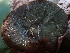  ( - HAY-F-000747)  @11 [ ] by (2023) Mandy Hackney Fungal Diversity Survey