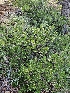  ( - HAY-F-000747)  @11 [ ] by (2023) Mandy Hackney Fungal Diversity Survey