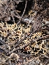  ( - HAY-F-000746)  @11 [ ] by (2023) Mandy Hackney Fungal Diversity Survey
