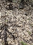 ( - HAY-F-000746)  @11 [ ] by (2023) Mandy Hackney Fungal Diversity Survey