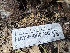  ( - HAY-F-000746)  @11 [ ] by (2023) Mandy Hackney Fungal Diversity Survey