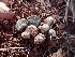  ( - HAY-F-003596)  @11 [ ] by-nc (2023) Sadie Hickey Fungal Diversity Survey