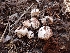 ( - HAY-F-003596)  @11 [ ] by-nc (2023) Sadie Hickey Fungal Diversity Survey