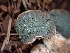  ( - HAY-F-003596)  @11 [ ] by-nc (2023) Sadie Hickey Fungal Diversity Survey