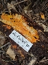  ( - HAY-F-003600)  @11 [ ] by-nc (2023) Sadie Hickey Fungal Diversity Survey