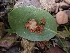  (Balsamia sp. CA03 - HAY-F-003599)  @11 [ ] by-nc (2023) Sadie Hickey Fungal Diversity Survey