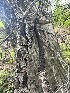  ( - HAY-F-002662)  @11 [ ] c (2023) Rudy Diaz Fungal Diversity Survey