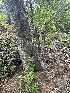  ( - HAY-F-002662)  @11 [ ] c (2023) Rudy Diaz Fungal Diversity Survey