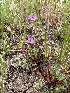  ( - HAY-F-002663)  @11 [ ] c (2023) Rudy Diaz Fungal Diversity Survey