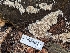  ( - HAY-F-002867)  @11 [ ] by-nc (2023) Stu Pickell Fungal Diversity Survey