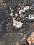  ( - HAY-F-002867)  @11 [ ] by-nc (2023) Stu Pickell Fungal Diversity Survey