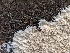  ( - HAY-F-002867)  @11 [ ] by-nc (2023) Stu Pickell Fungal Diversity Survey