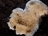  ( - HAY-F-003606)  @11 [ ] by-nc (2023) Sadie Hickey Fungal Diversity Survey