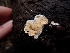  ( - HAY-F-003606)  @11 [ ] by-nc (2023) Sadie Hickey Fungal Diversity Survey