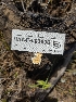  ( - HAY-F-003606)  @11 [ ] by-nc (2023) Sadie Hickey Fungal Diversity Survey