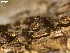  ( - HAY-F-002674)  @11 [ ] c (2023) Rudy Diaz Fungal Diversity Survey