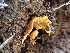  ( - HAY-F-003086)  @11 [ ] by-nc (2023) Dean Lyons Fungal Diversity Survey