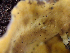  ( - HAY-F-003086)  @11 [ ] by-nc (2023) Dean Lyons Fungal Diversity Survey
