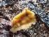  ( - HAY-F-003086)  @11 [ ] by-nc (2023) Dean Lyons Fungal Diversity Survey