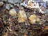  ( - HAY-F-003092)  @11 [ ] by-nc (2023) Dean Lyons Fungal Diversity Survey