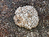  (Hypoxylon sp. CA01 - HAY-F-003098)  @11 [ ] by-nc (2023) Dean Lyons Fungal Diversity Survey