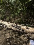  (Diatrypella oregonensis - HAY-F-002677)  @11 [ ] c (2023) Rudy Diaz Fungal Diversity Survey
