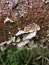 (Trichaptum sp. abietinum-PNW01 - HAY-F-003340)  @11 [ ] by (2023) Mandy Hackney Fungal Diversity Survey