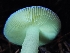  ( - HAY-F-003366)  @11 [ ] by (2023) Mandy Hackney Fungal Diversity Survey