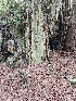  ( - HAY-F-003363)  @11 [ ] by (2023) Mandy Hackney Fungal Diversity Survey