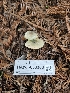  ( - HAY-F-003363)  @11 [ ] by (2023) Mandy Hackney Fungal Diversity Survey