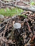  ( - HAY-F-003361)  @11 [ ] by (2023) Mandy Hackney Fungal Diversity Survey