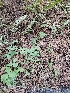  ( - HAY-F-003361)  @11 [ ] by (2023) Mandy Hackney Fungal Diversity Survey
