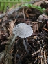  ( - HAY-F-003361)  @11 [ ] by (2023) Mandy Hackney Fungal Diversity Survey