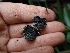  ( - HAY-F-003609)  @11 [ ] by-nc (2023) Sadie Hickey Fungal Diversity Survey