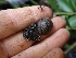  ( - HAY-F-003609)  @11 [ ] by-nc (2023) Sadie Hickey Fungal Diversity Survey