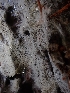  ( - HAY-F-003663)  @11 [ ] by-nc (2023) Sadie Hickey Fungal Diversity Survey