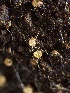  ( - HAY-F-002706)  @11 [ ] c (2023) Rudy Diaz Fungal Diversity Survey