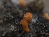  (Pithya sp. CA01 - HAY-F-002876)  @11 [ ] by-nc (2023) Stu Pickell Fungal Diversity Survey