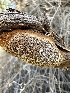  ( - HAY-F-002695)  @11 [ ] c (2023) Rudy Diaz Fungal Diversity Survey