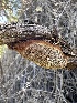  ( - HAY-F-002695)  @11 [ ] c (2023) Rudy Diaz Fungal Diversity Survey